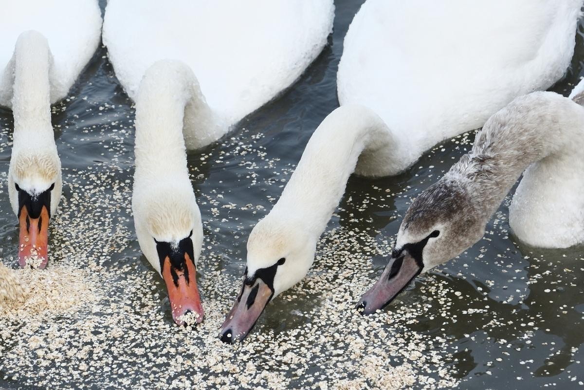 5-Лебеди едят овсяные хлопья.jpg