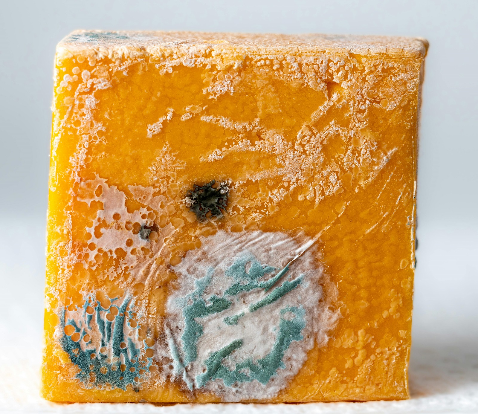 плесень на сыре, фото Charles Haacker