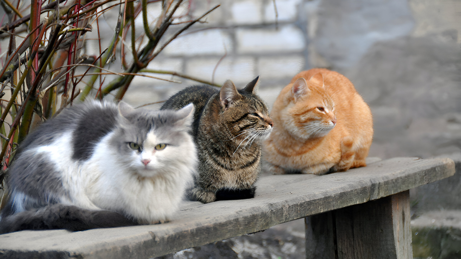 Коты во дворе