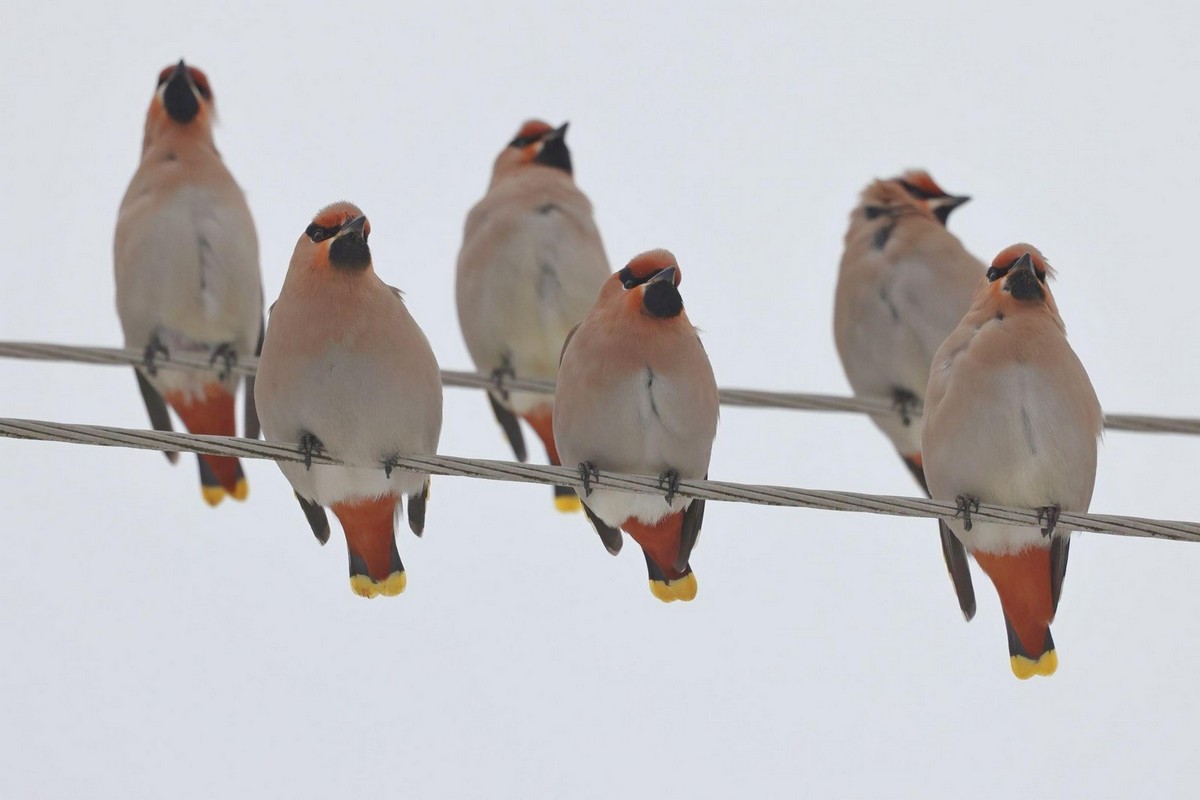 2-Свиристели в белорусском зимнем пейзаже.jpg