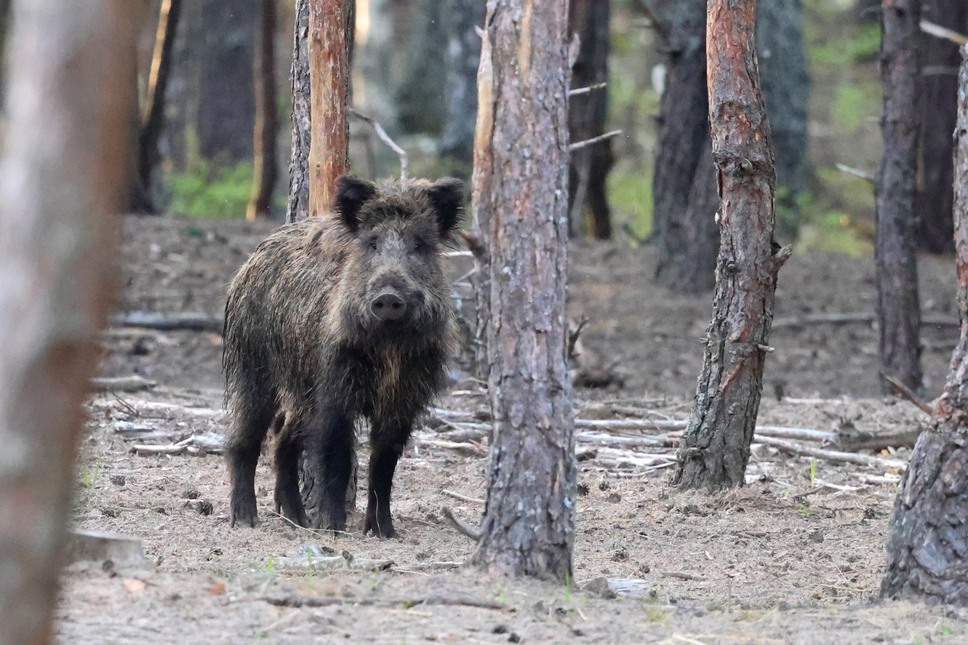 Кабан фото Инны Шкурко