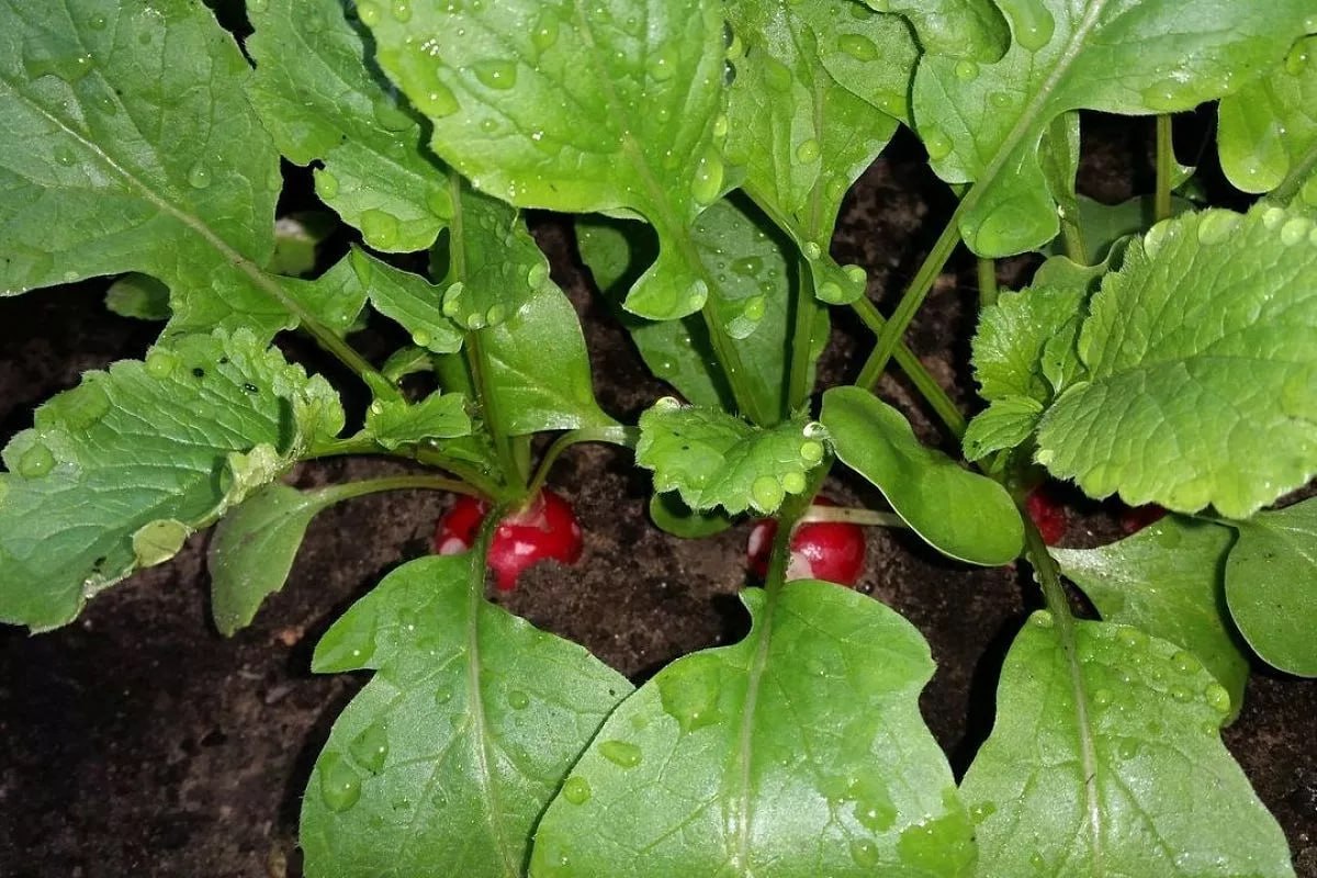 редис редис 4.jpg