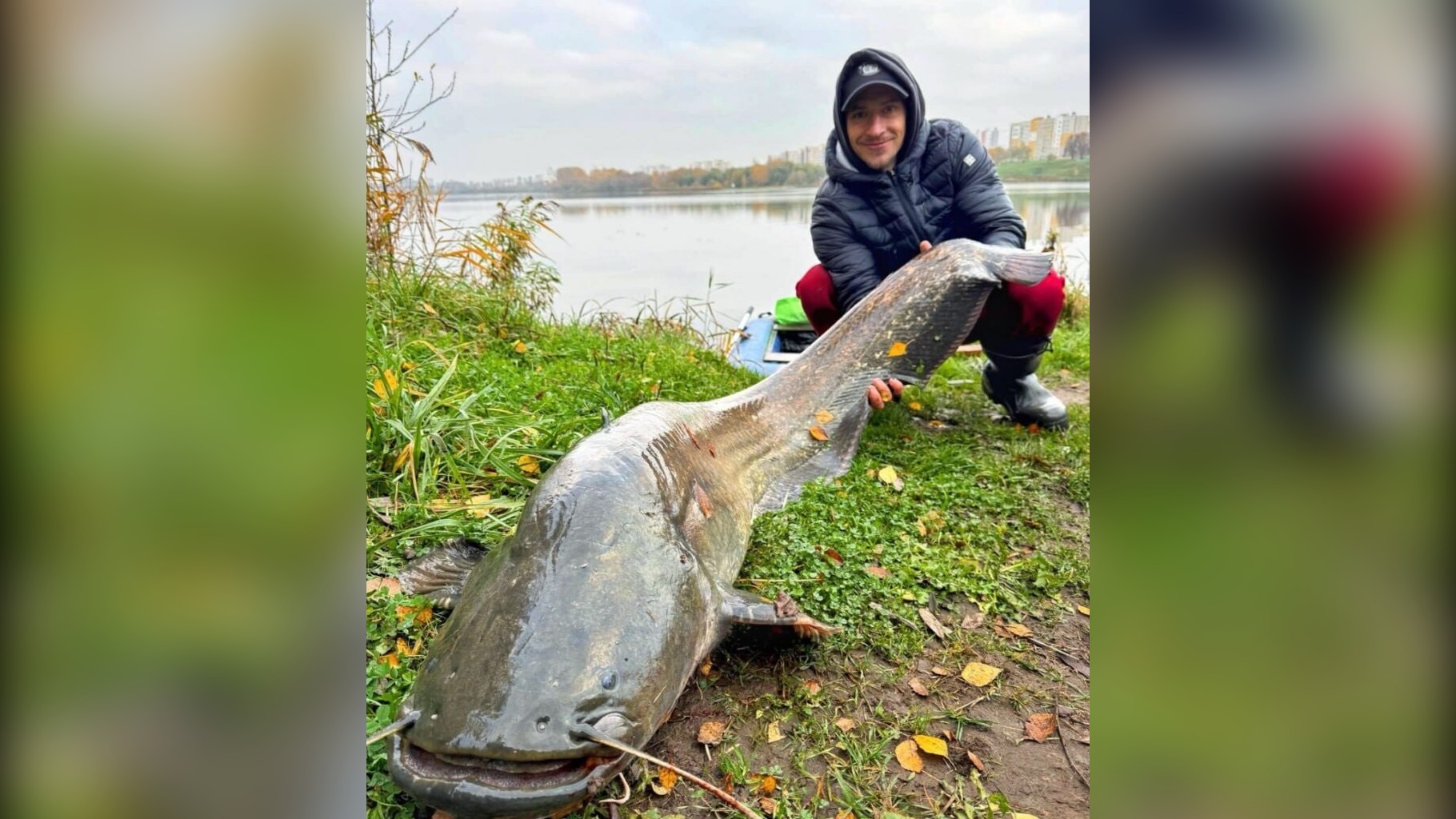 гигантский сом из Чижовского водохранилища