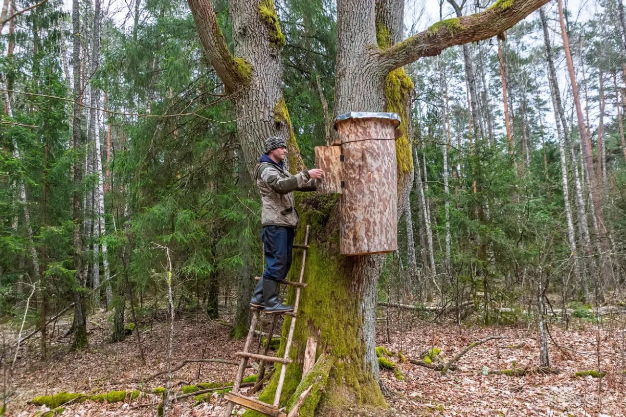 улей для диких пчел.jpg