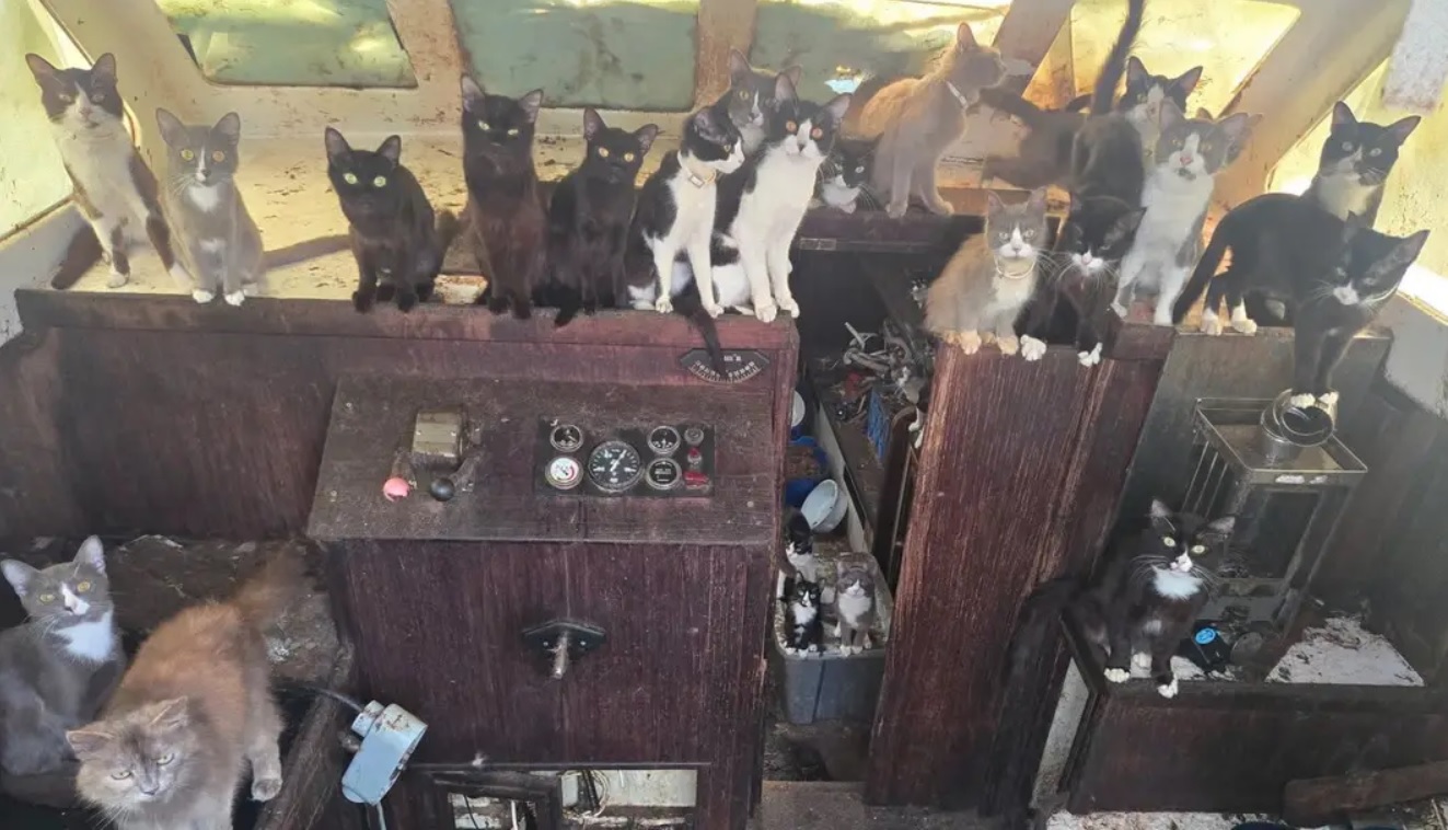 кошки