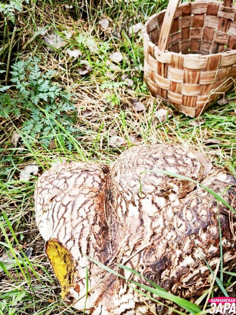кальвация гигантская из Мядельского района кальвация гигантская из Мядельского района