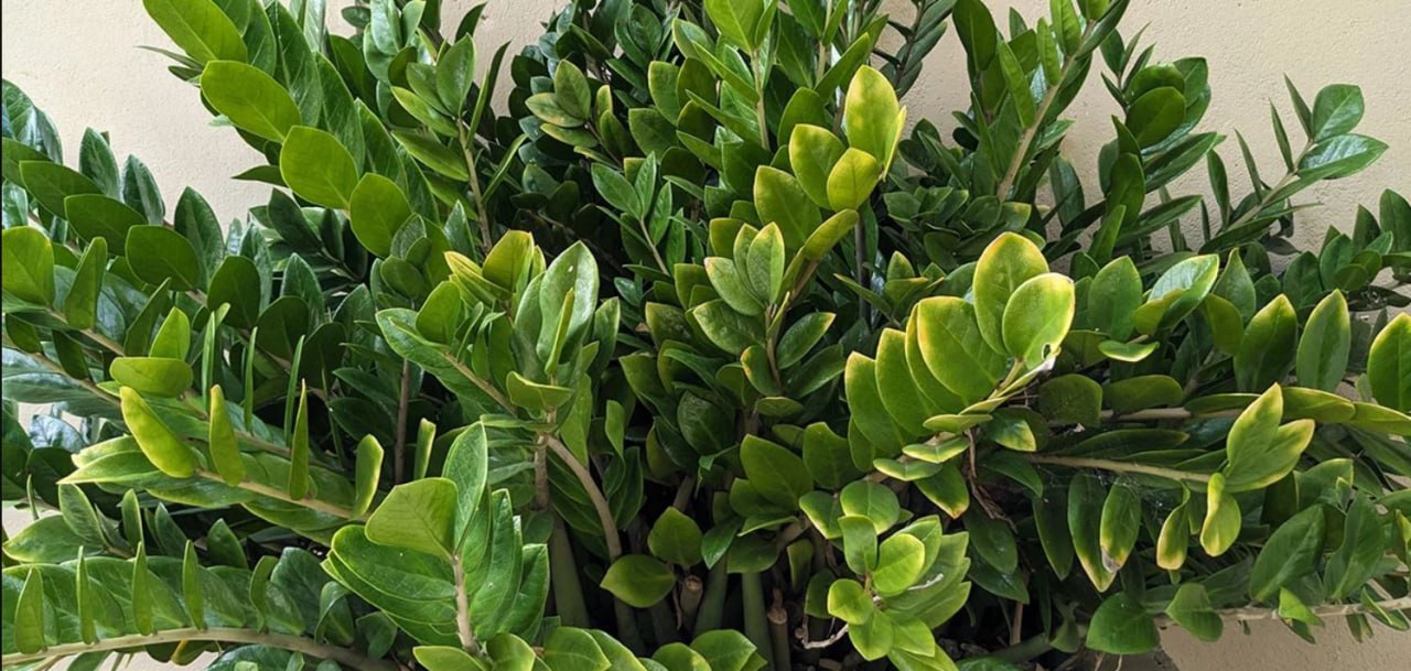 Замиокулькас