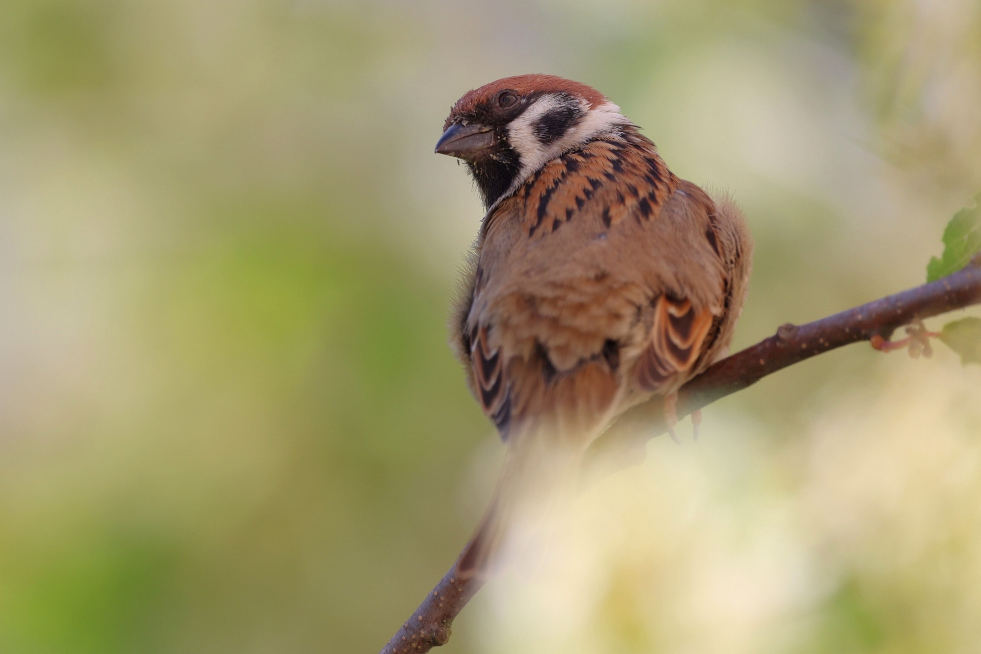 Воробей Полевой.jpg