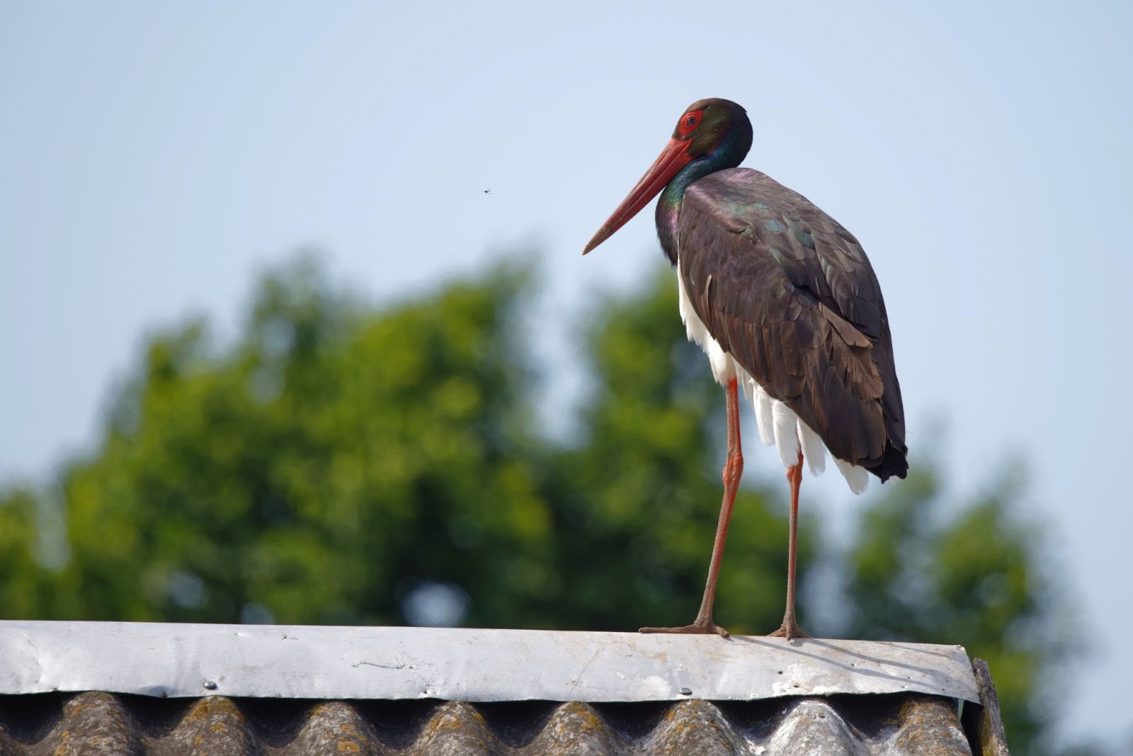 18-Черный аист.jpg