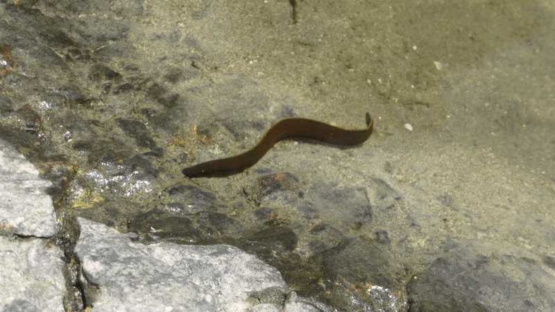 Пиявка гифка.gif