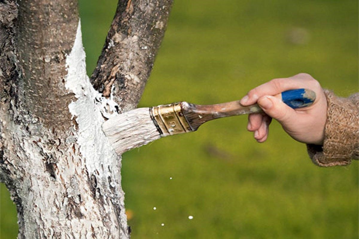 Можно ли белить деревья водоэмульсионной
