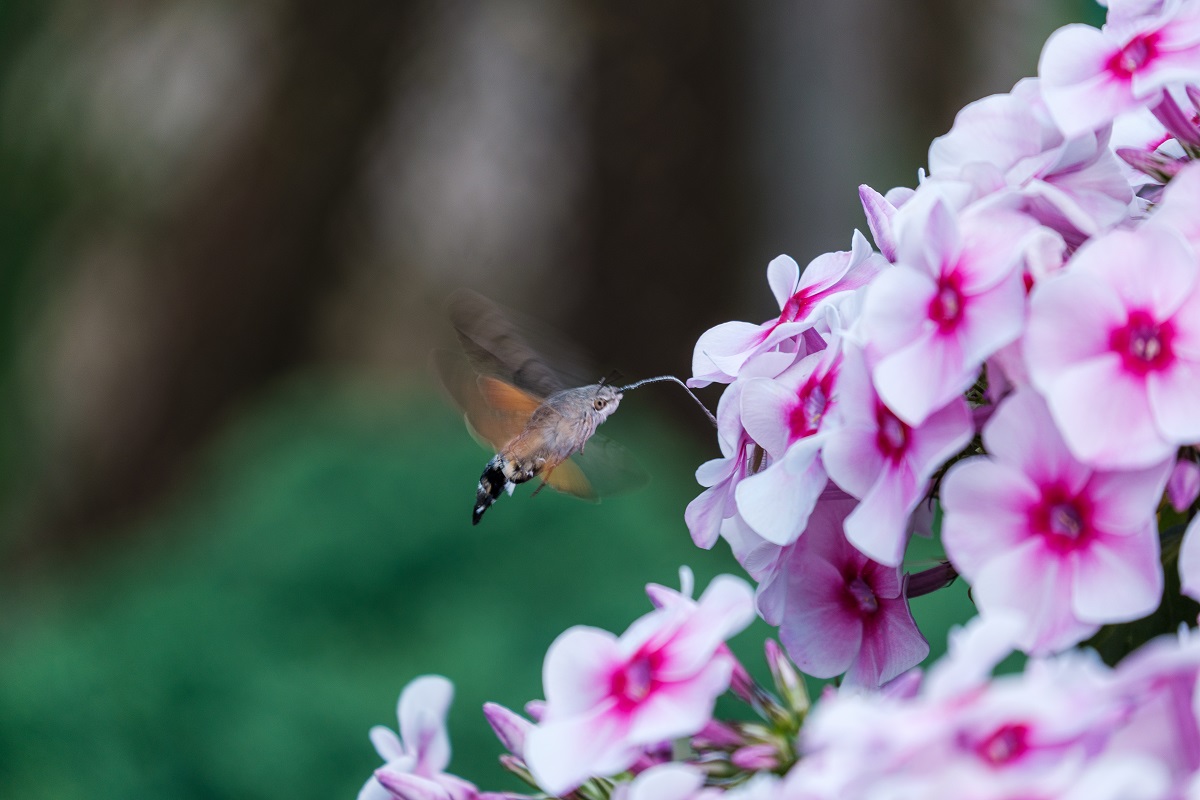 Белорусская колибри_Зейдин Роман.jpg