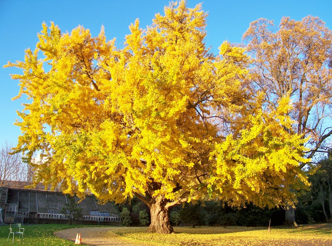 Гинкго билоба