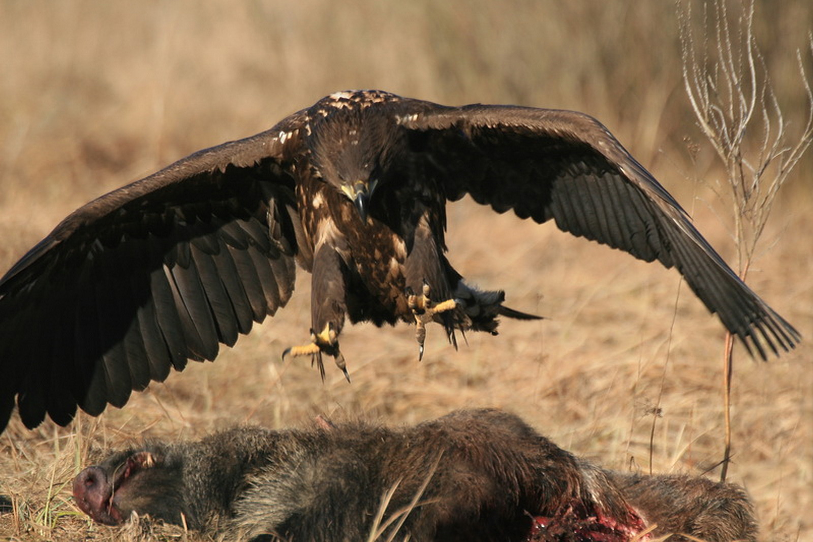 3-Орлан-белохвост над тушей дикого кабана.jpg