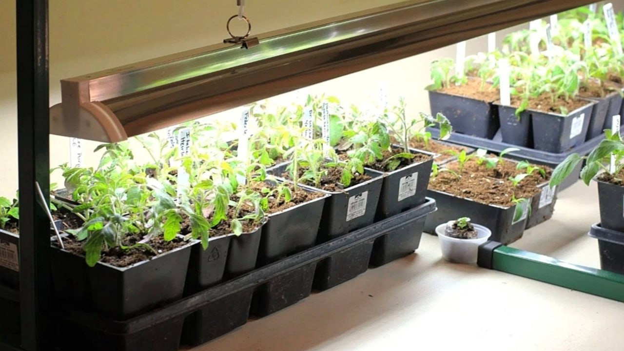 рассада 3.jpg