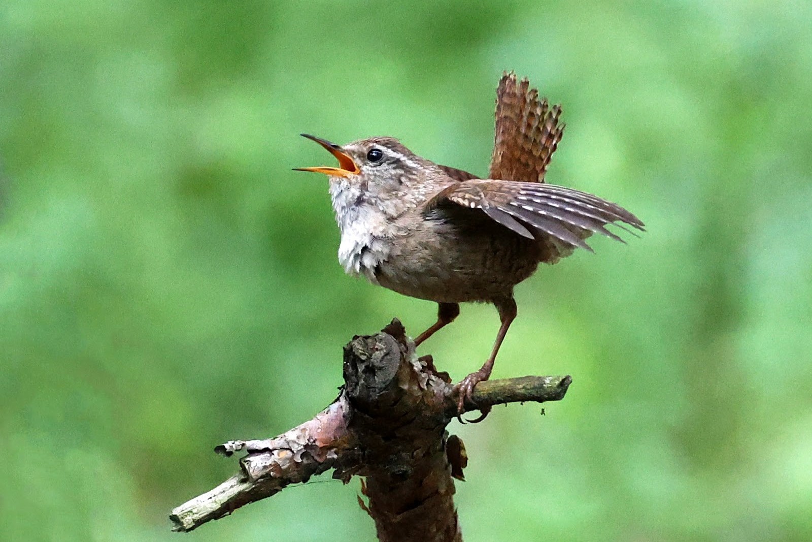 10-Токующий крапивник.jpg