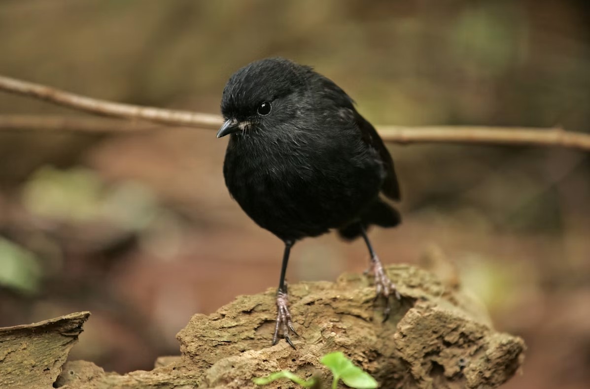 black robin
