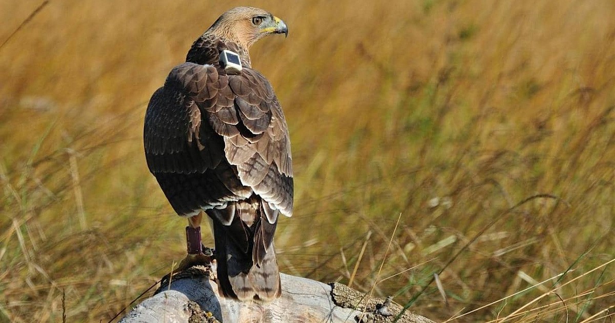 Возвращение птиц весной 16.jpg