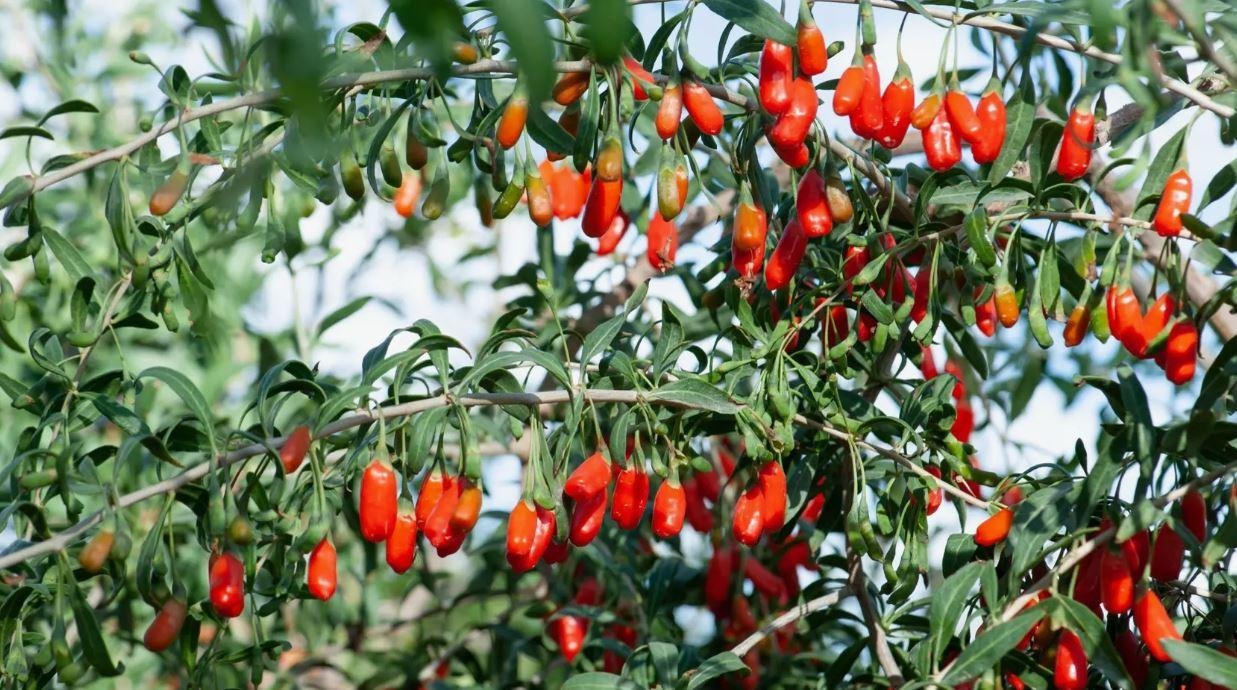 D:\!!!работа\декабрь\6-7\ягоды годжи3.JPG