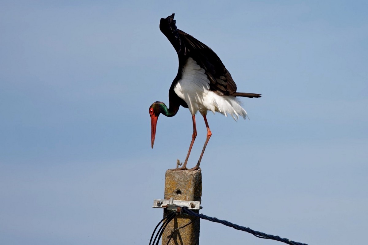 4-Черный аист-отшельник из Клецкого района.jpg