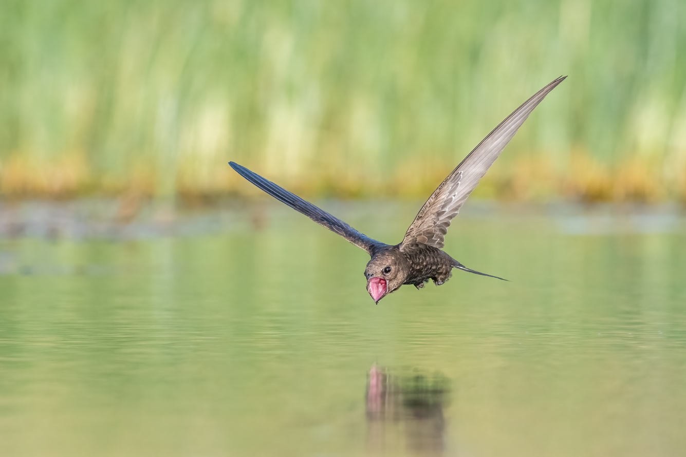 4-Стриж приготовился черпнуть воды с поверхности.jpg
