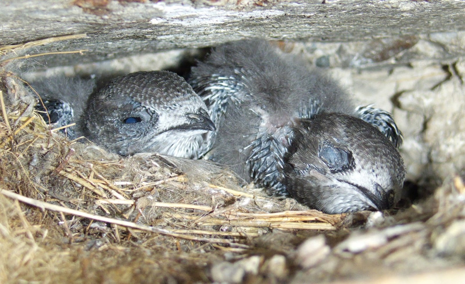 10-Птенцы стрижа.jpg