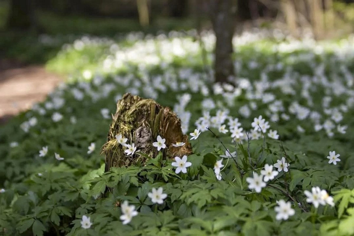 Ветреница дубравная 2.jpg