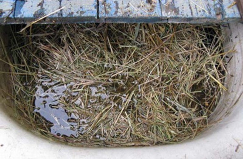 ловушка на даче