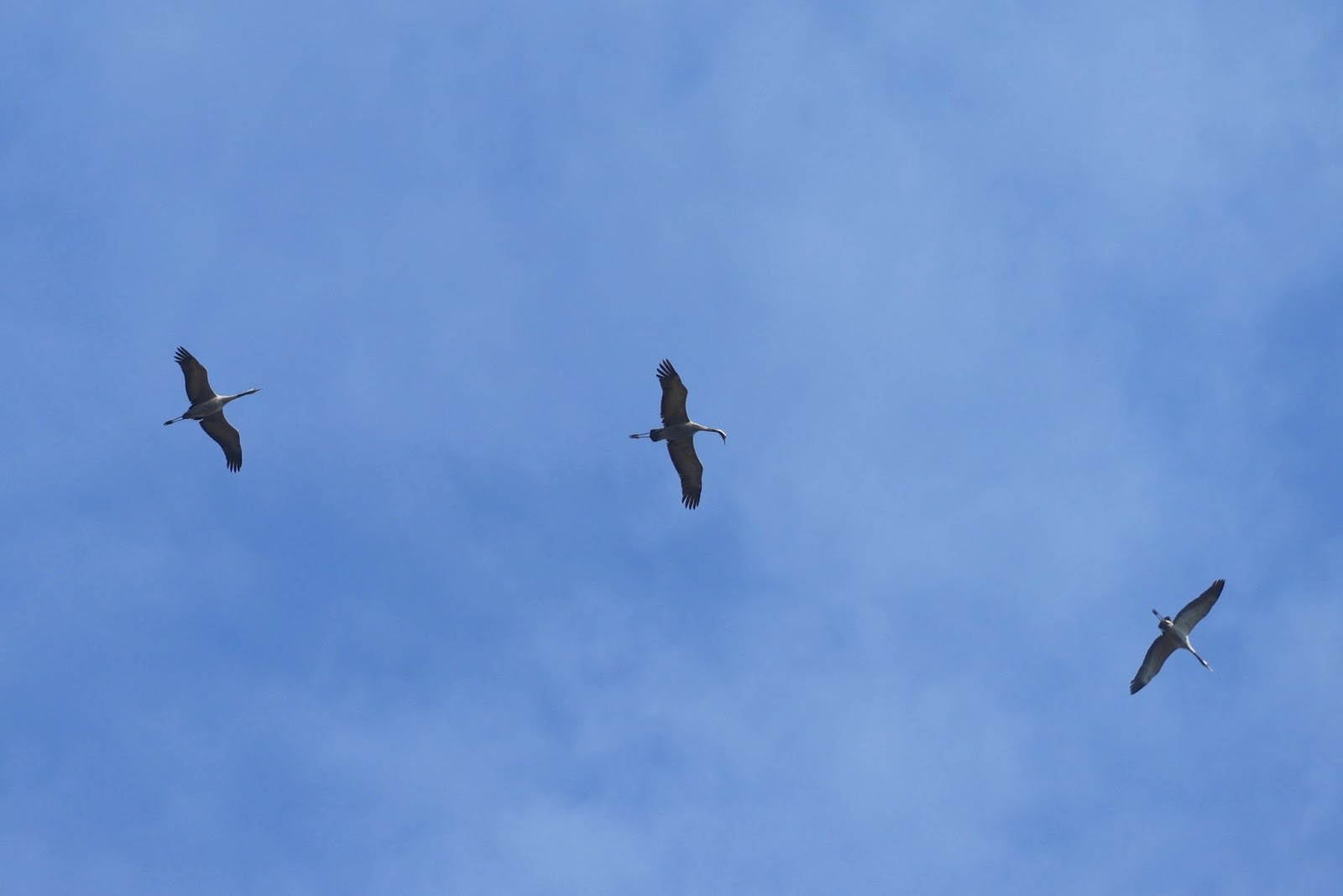5-Серые журавли в небе.jpg