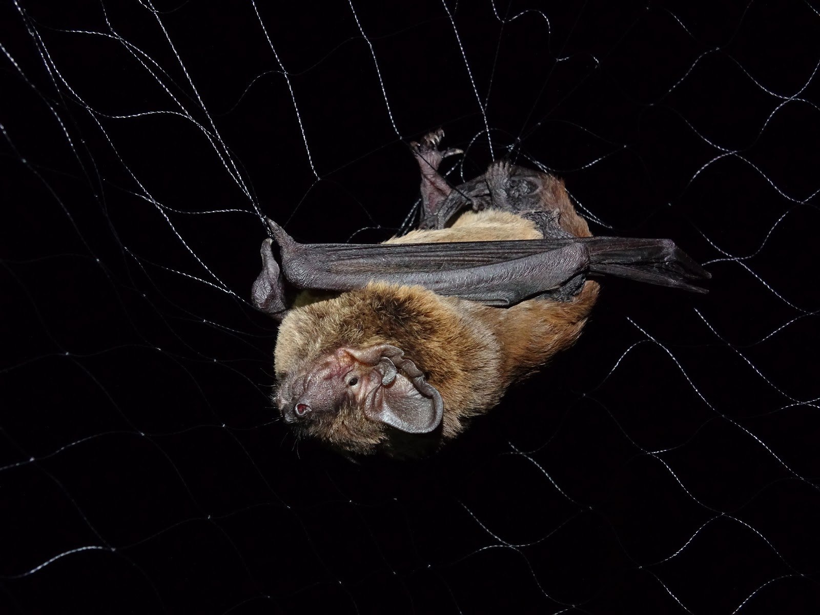 Усатая ночница