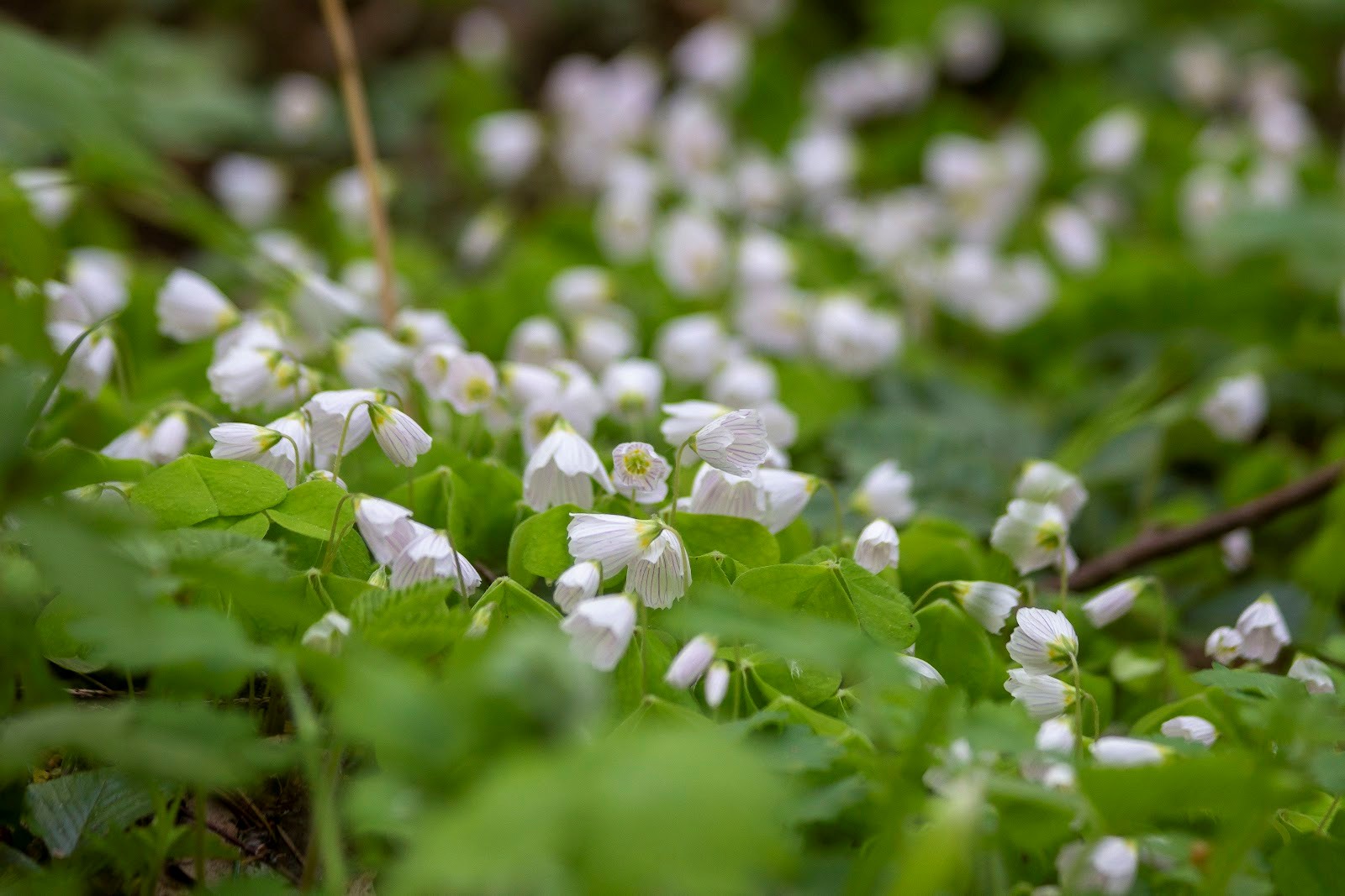 Кислица 1.jpg