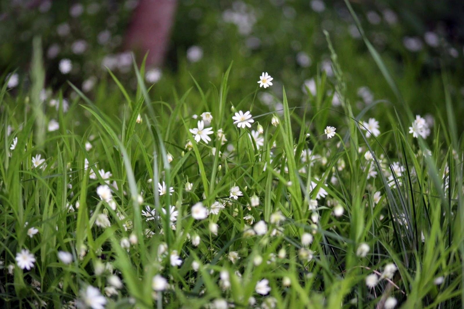 Звездчатка 3.jpg