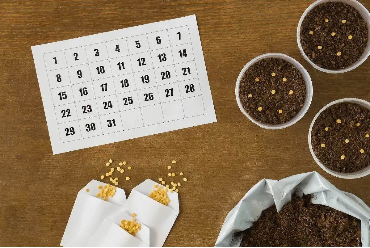 лунный календарь