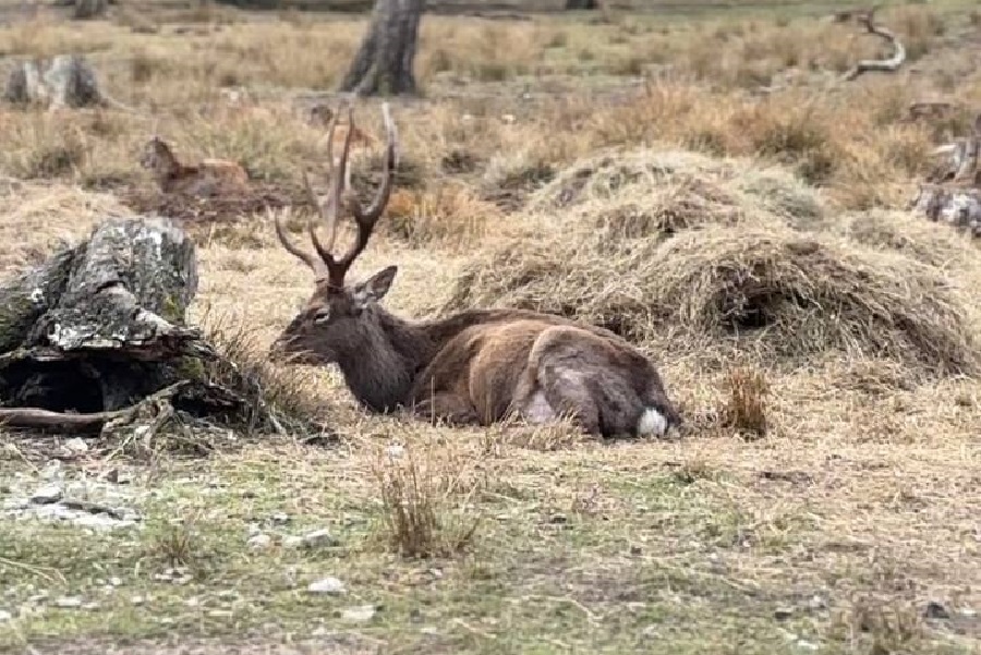пятнистый олень пятнистый олень.jpg