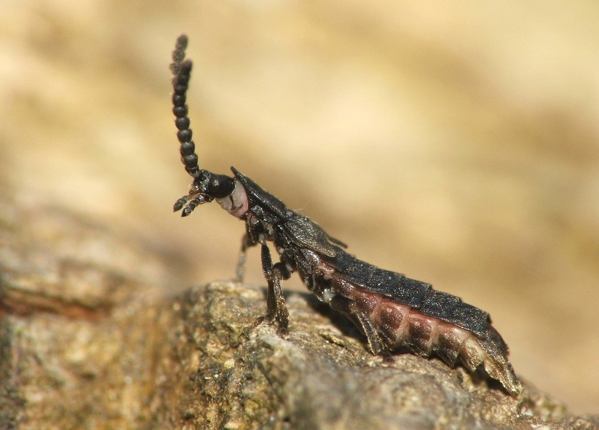 7-Жук-светляк Phosphaenus hemipterus.jpg