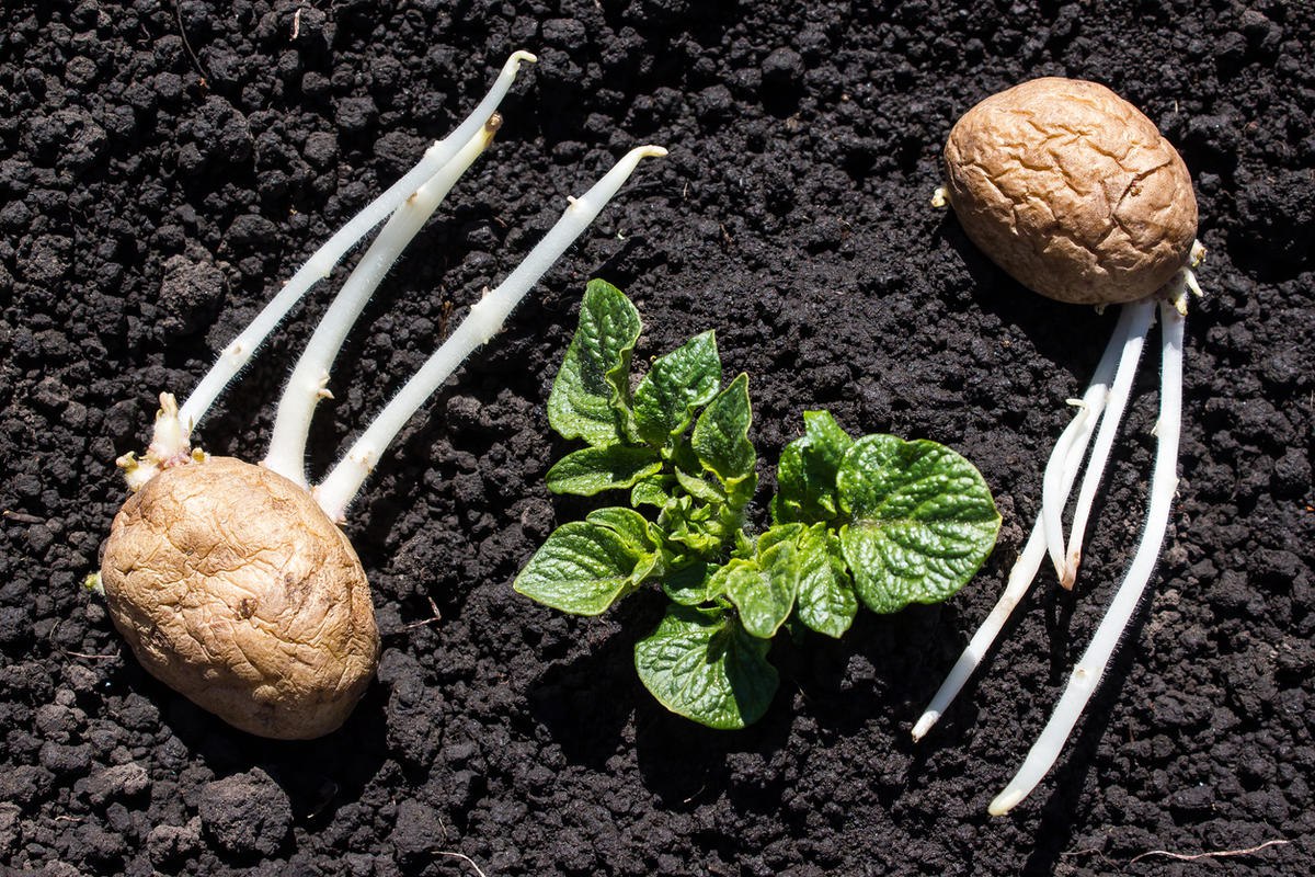 картошка 2.jpg