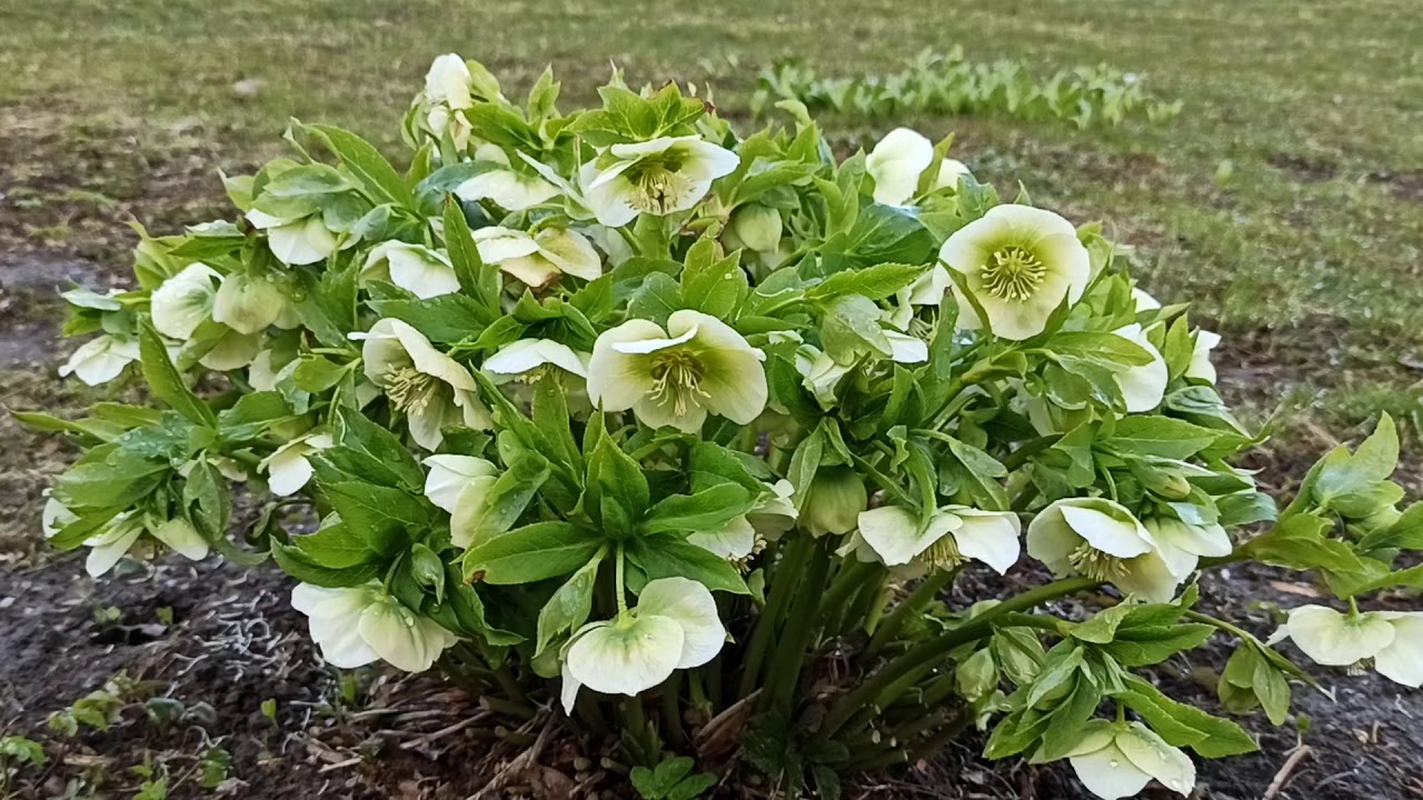 цветы цветы 1.jpg