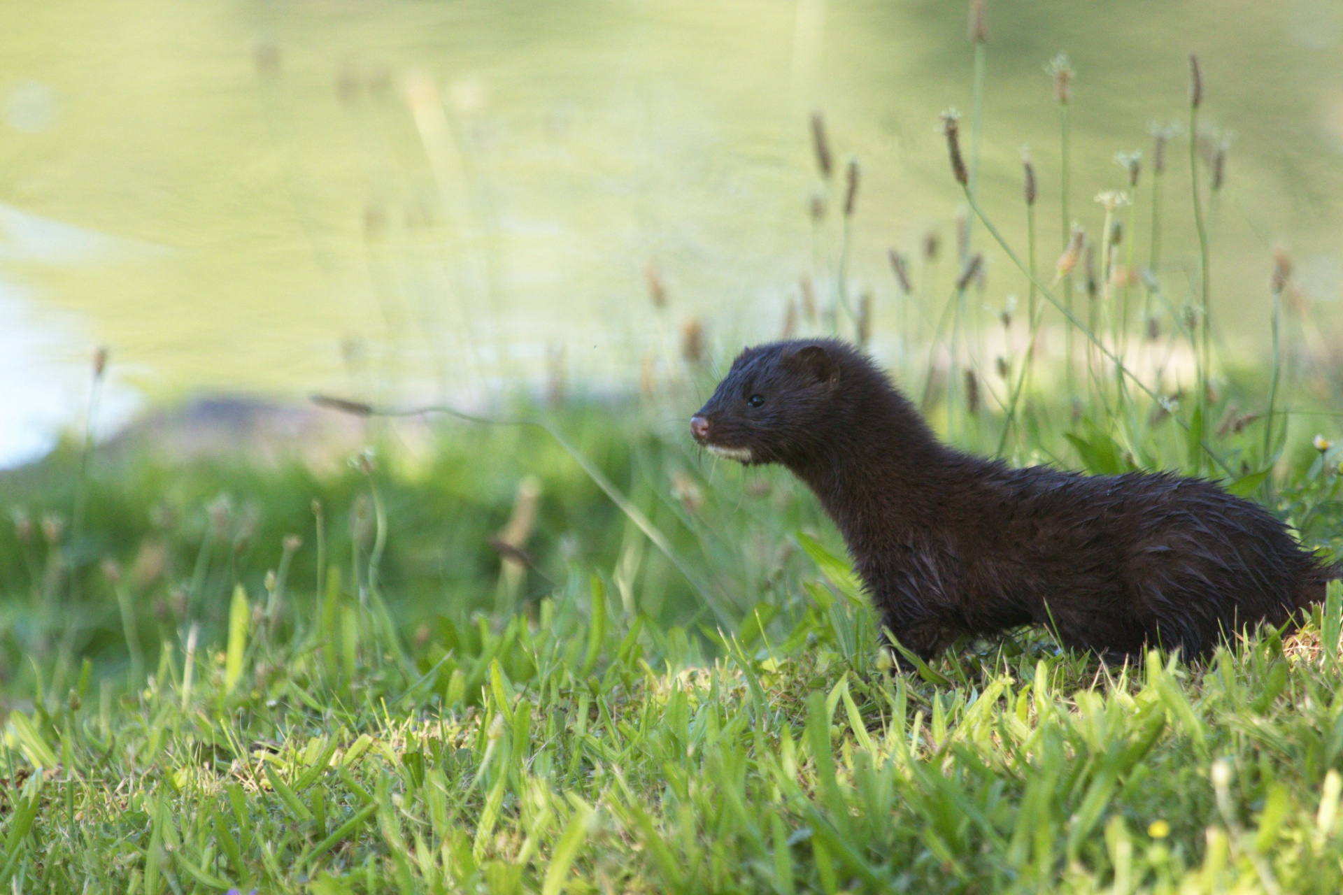 Американская норка