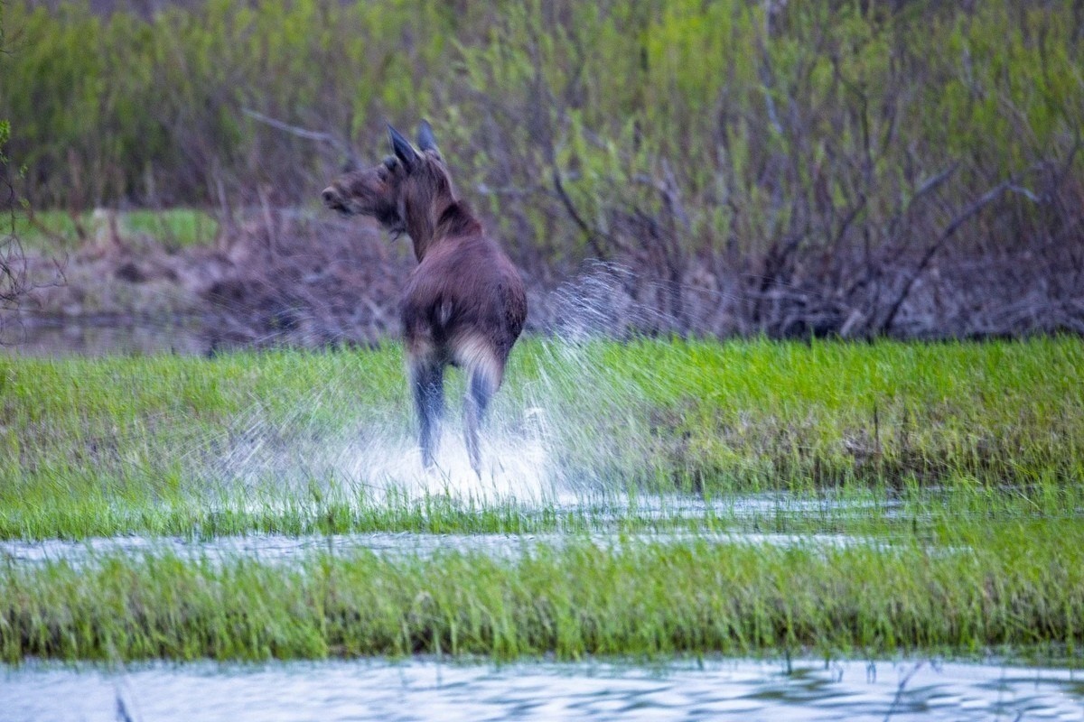7-Лось принимает ванну в море Геродота.jpg