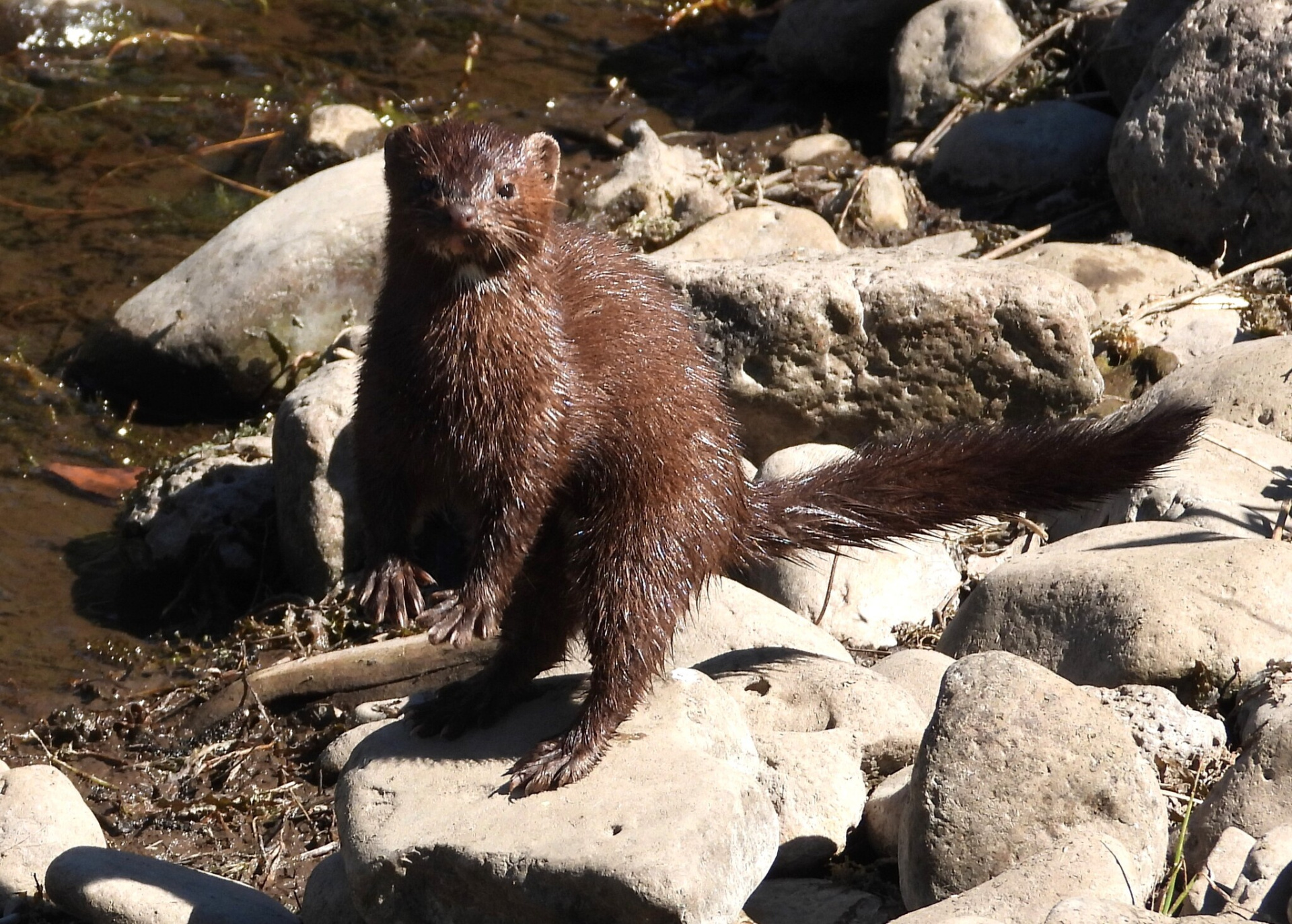 Американская норка 