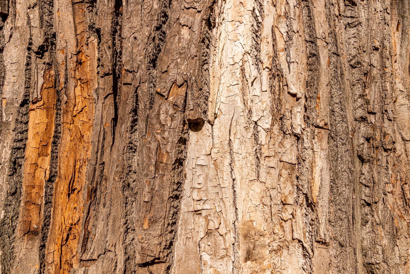 14-Кора векового тополя.jpg