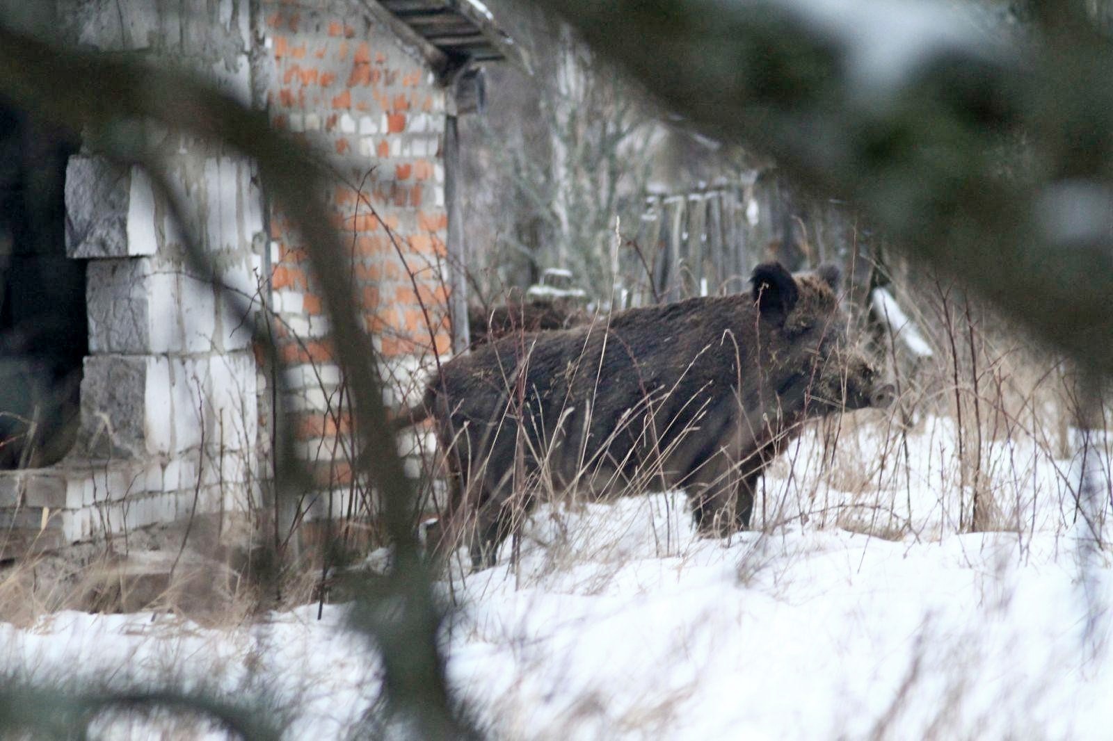 6-Дикие кабаны живут в бывших хозпостройках.jpg