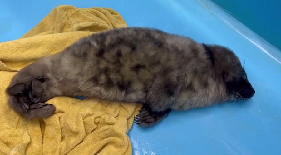 нерпа еще.jpg