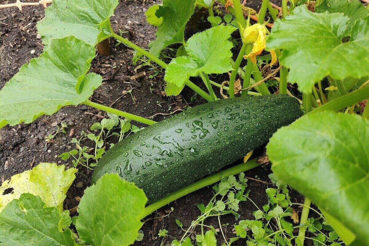 кабачки