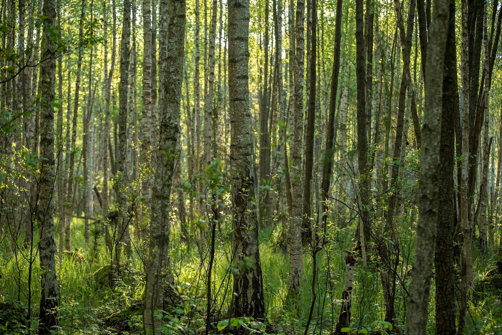 8-Лес в заказнике Выгонощанское.jpg
