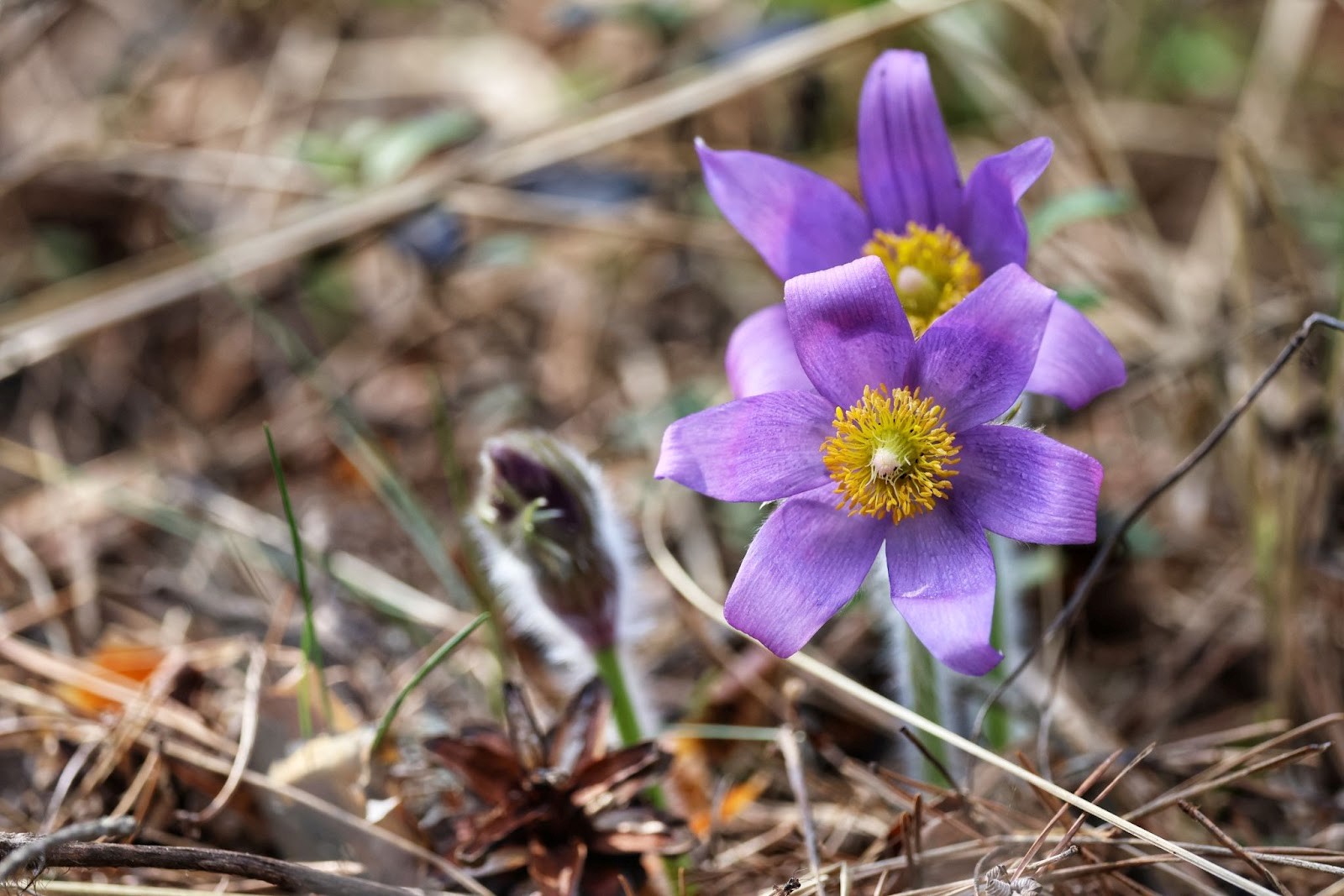 27-Сон-трава или прострел раскрытый.jpg