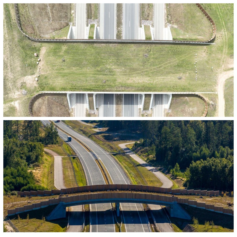 мосты для животных.jpg