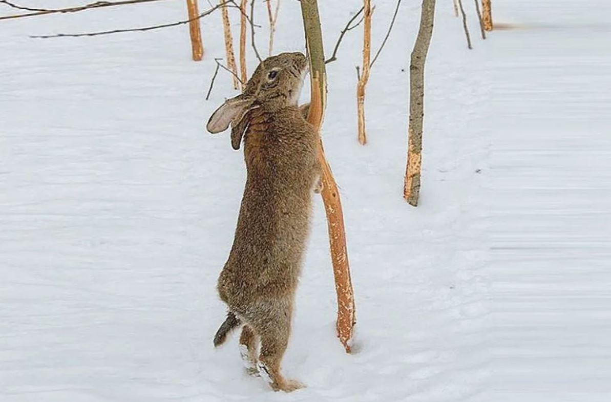 заяц заяц.jpg