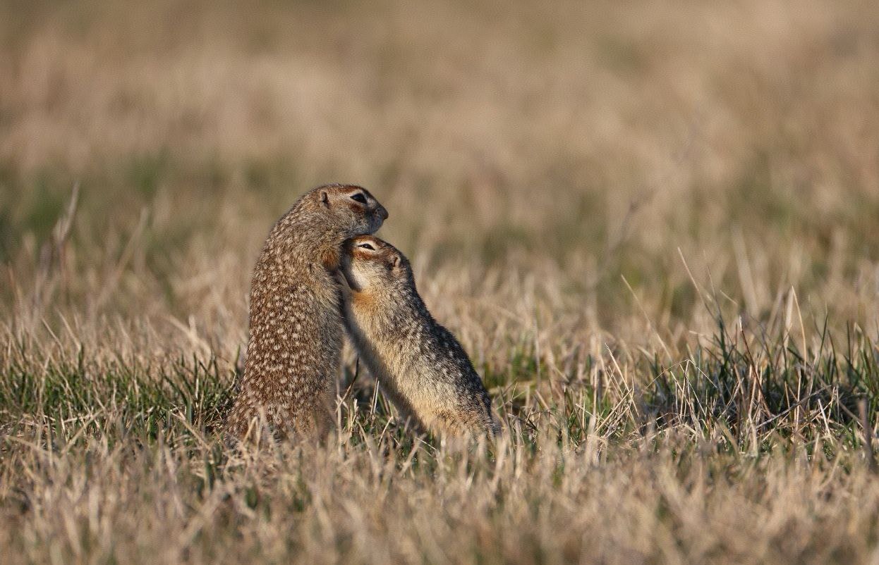 суслики.jpg