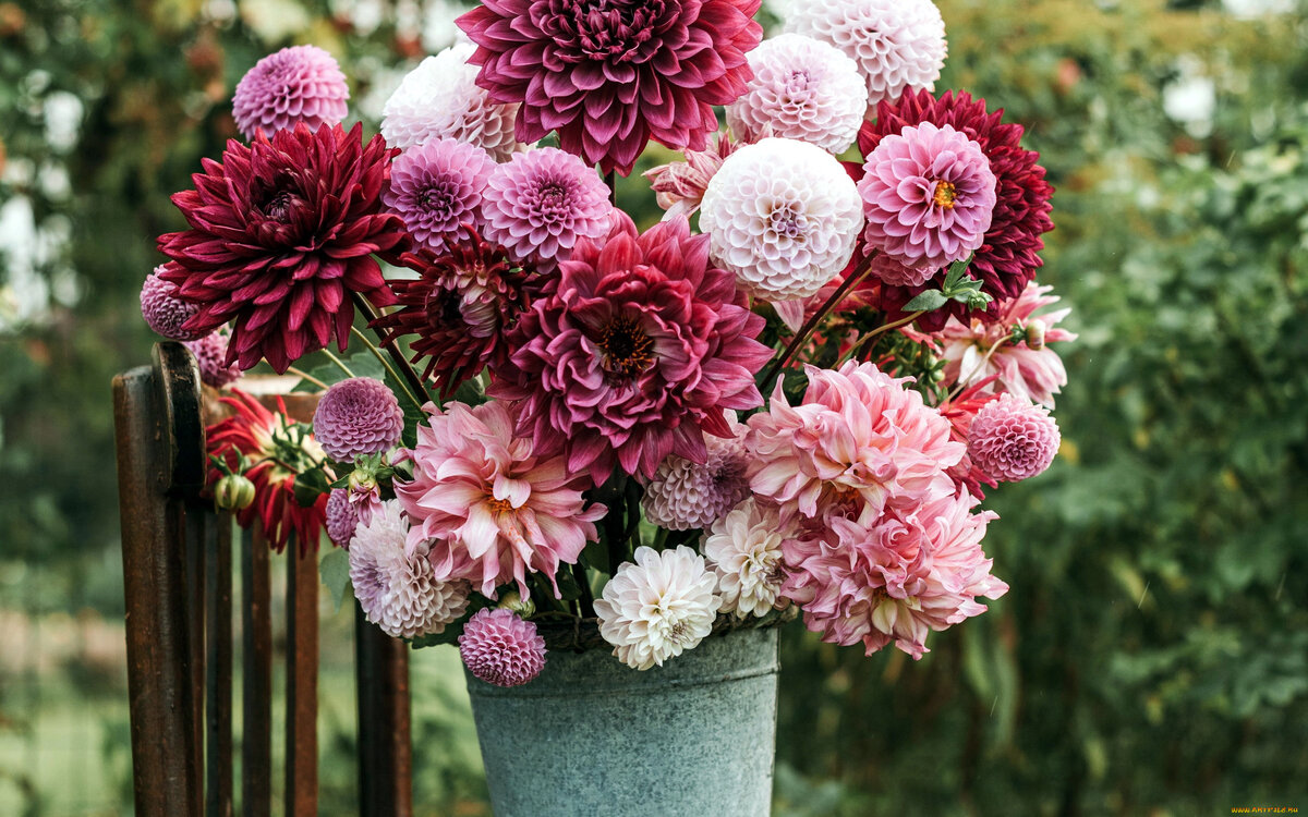 георгины и астры